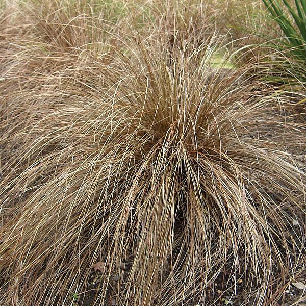 CAREX flagellifera, Rusty New Zealand Sedge