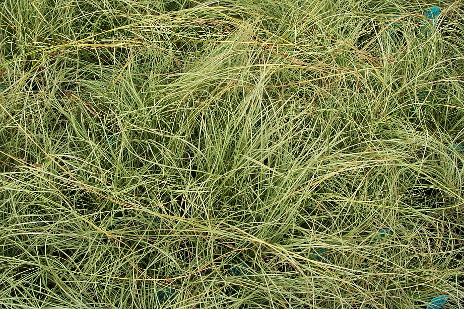 CAREX comans 'Frosted Curls', New Zealand Hairy Sedge