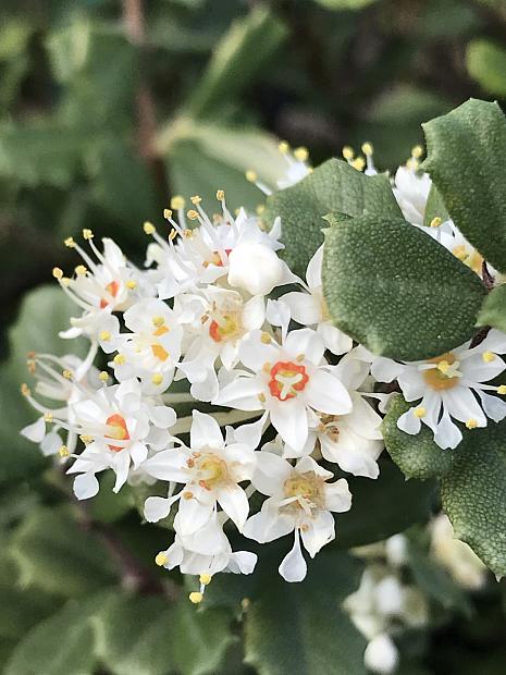 CEANOTHUS maritimus 'Popcorn', White California Lilac