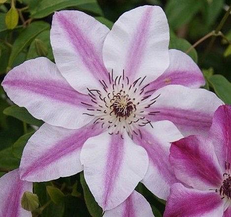 CLEMATIS 'Capitaine Thuilleaux', Clematis: Early Large-flowered type