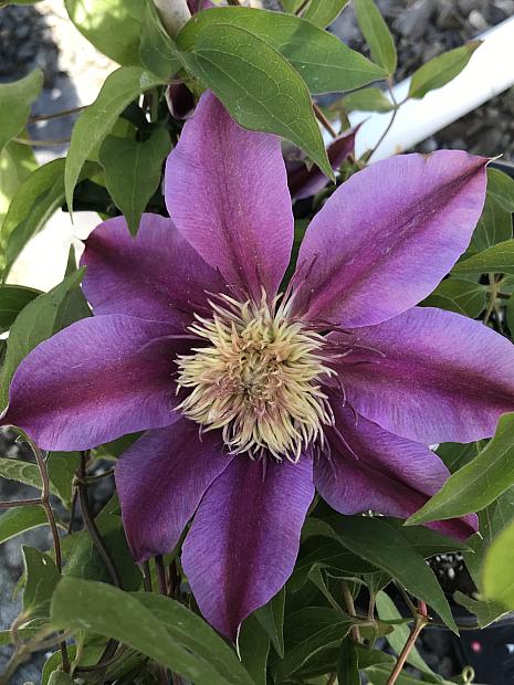 CLEMATIS 'Empress', Clematis: Early Large-flowered type