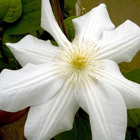 CLEMATIS 'Marie Boisselot' (syn. 'Madame Le Coultre'), Clematis: Mid-season Large-flowered type