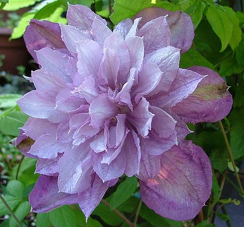 CLEMATIS 'Proteus', Clematis: Double and Semi-double type