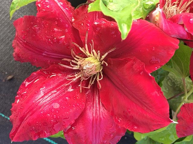 CLEMATIS 'Rebecca' (='Evipo016'), Clematis: Early Large-flowered Type