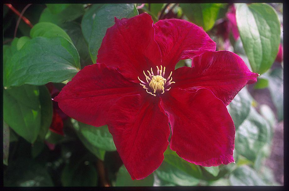 CLEMATIS 'Rosemoor', Clematis: Early Large-flowered type