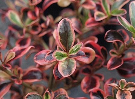 COPROSMA repens 'Pink Splendour', Looking-Glass Plant, Mirror Plant