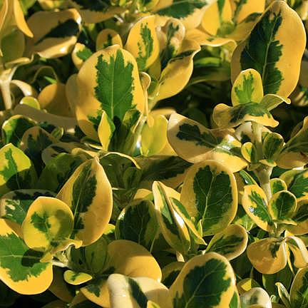 COPROSMA repens 'Taupata Gold', Mirror plant
