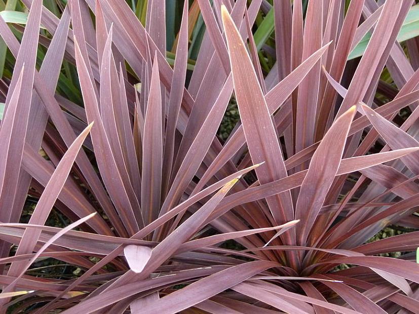 CORDYLINE australis 'Red Star', Torbay, Cabbage or Cornish Palm