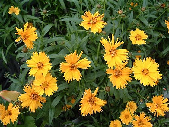 COREOPSIS grandiflora Sunny Day (='Balcorsunay'), Tickseed
