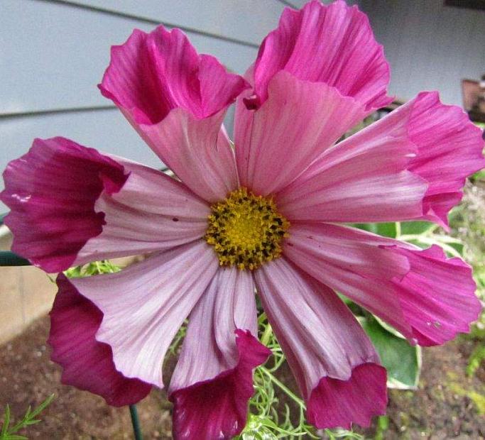 COSMOS bipinnatus 'Pied Piper Red', Mexican Aster