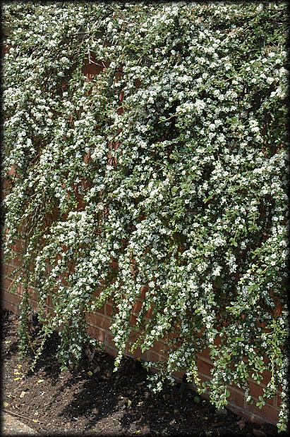 COTONEASTER dammeri 'Coral Beauty', Bearberry Cotoneaster