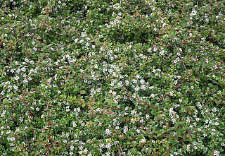 COTONEASTER dammeri 'Lowfast', Bearberry Cotoneaster