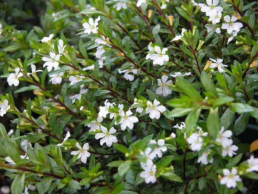 CUPHEA hyssopifolia 'White', False Heather, Mexican Heather, Elfin Herb