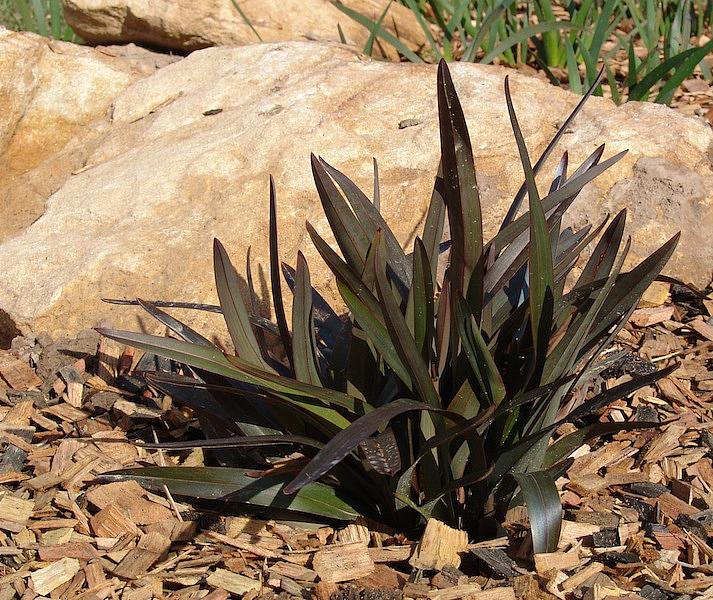 DIANELLA tasmanica 'Blaze', Flax Lily
