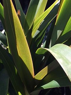 DIANELLA tasmanica 'Tasred' (='Tr20'), Flax lily