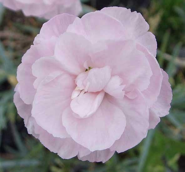 DIANTHUS 'Inchmery', Carnation, Garden Pinks