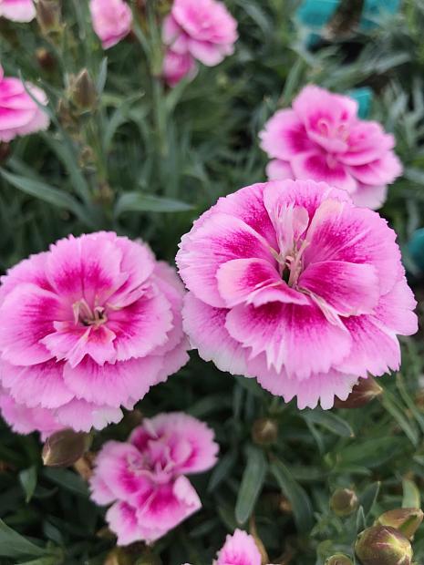 DIANTHUS caryophyllus 'Odessa Easy Pink', Odessa carnation