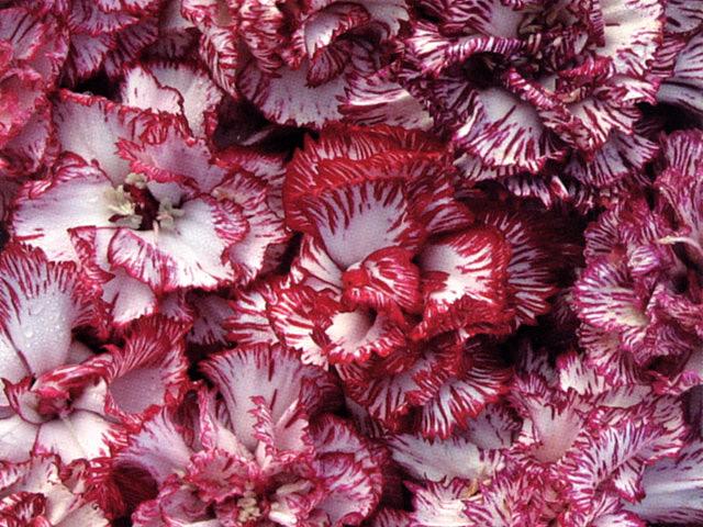 DIANTHUS caryophyllus 'Raspberry Ripple', Carnation