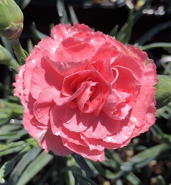 DIANTHUS caryophyllus hybrid Devon Cottage 'Rosie Cheeks', Carnation, Clove Pink