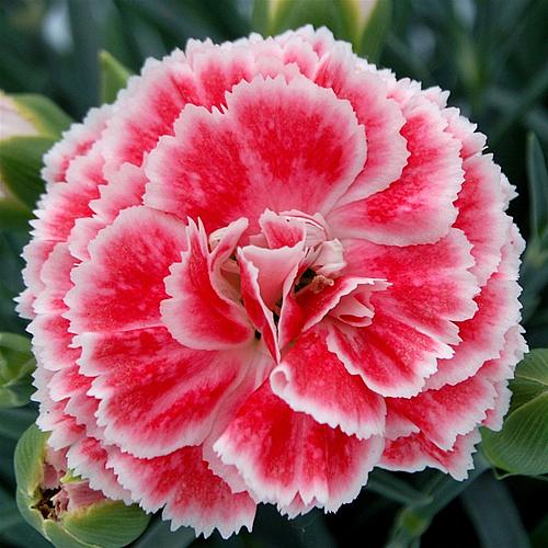 DIANTHUS 'Scent First Coral Reef', Carnation, Clove Pink