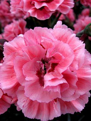 DIANTHUS 'Scent First Sugar Plum', Carnation, Clove Pink