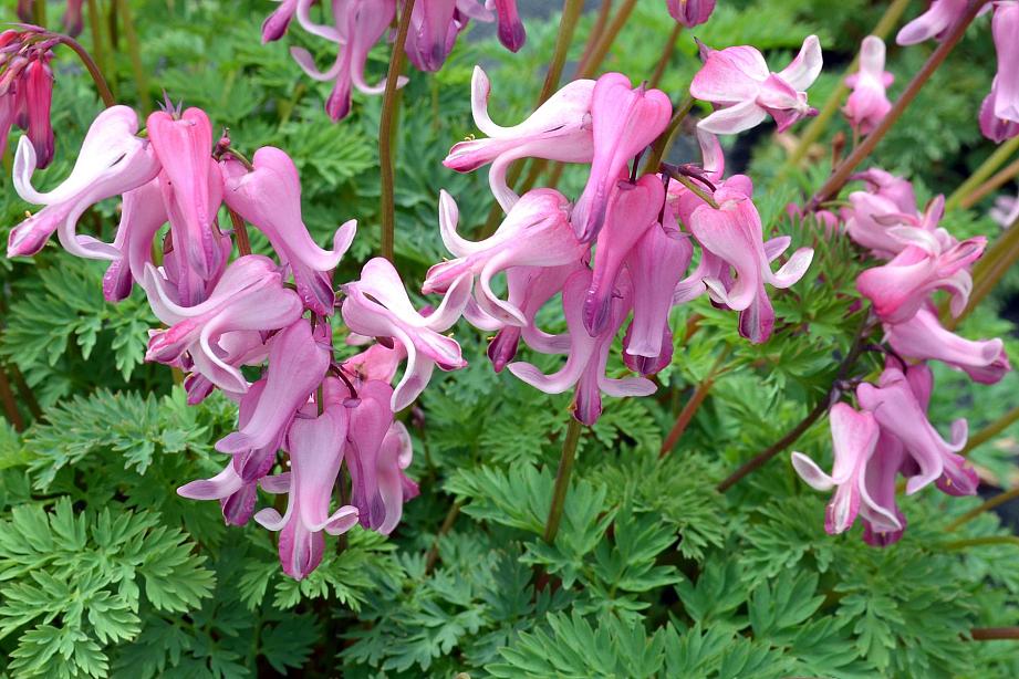 DICENTRA 'Amore Pink', Fern Leaf Bleeding Heart, Amore Series