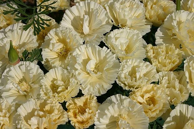 ESCHSCHOLZIA californica 'Cream Swirl', California Poppy