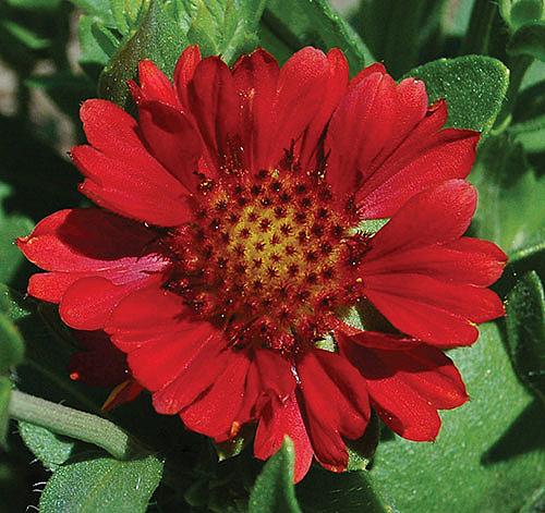 GAILLARDIA aristata 'Gallo Bright Red', Blanketflower