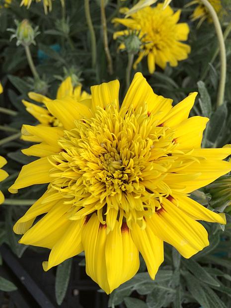 GAZANIA Sunbathers 'Sunset Jane Lemon Spot', Treasure Flower