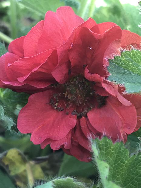 GEUM 'Double Bloody Mary', Grecian Rose, Avens