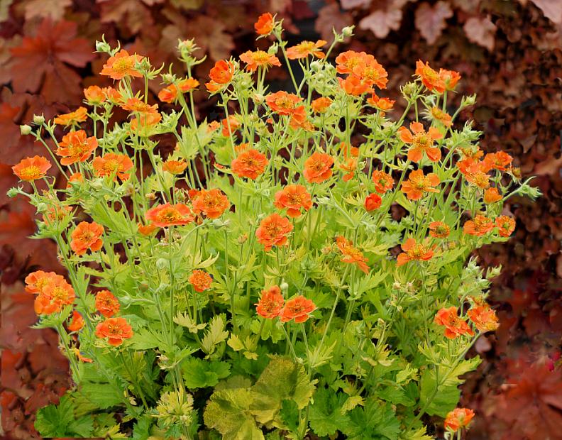 GEUM 'Sunkissed Lime', Grecian Rose, Avens