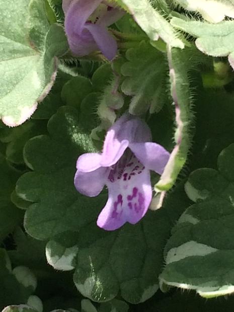GLECHOMA hederacea 'Variegata', Ground Ivy, Field Balm, Gill-over-the-ground