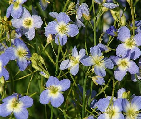 HELIOPHILA longifolia 'Blue Diamonds', False Blue Flax
