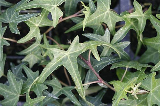 HEDERA helix 'Needlepoint', Miniature Bird Foot Ivy, English or Common Ivy