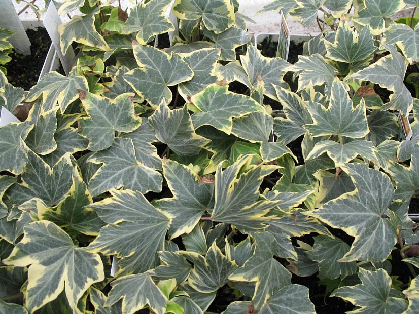 HEDERA helix 'Yellow Ripple', English or Common Ivy