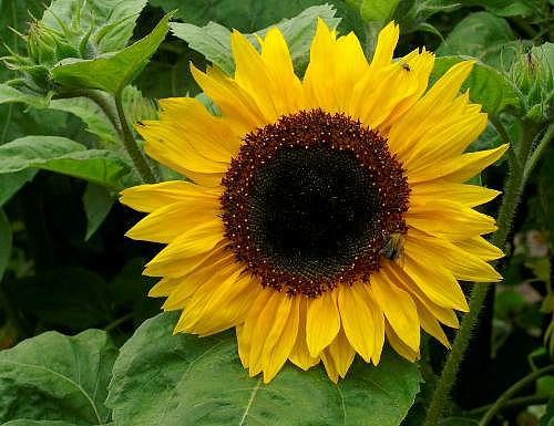 HELIANTHUS annuus 'Henry Wilde', Organic Heirloom Sunflower