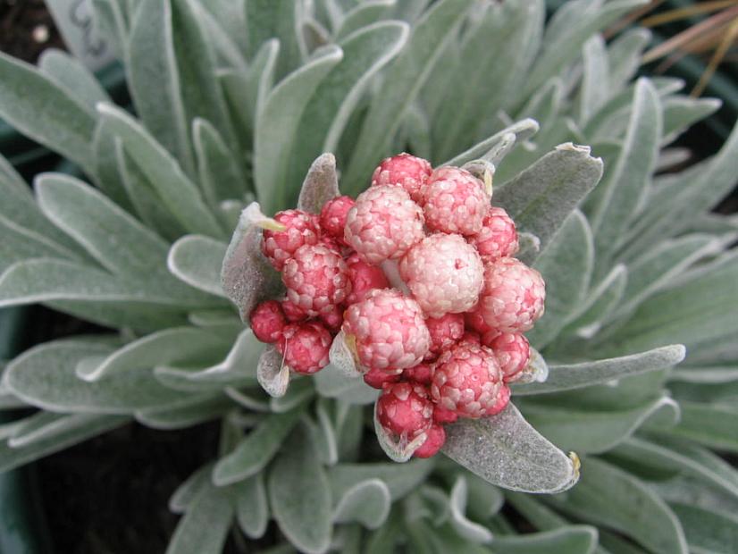 HELICHRYSUM 'Ruby Cluster', Strawflower
