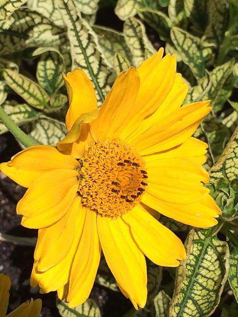 HELIOPSIS helianthoides 'Loraine Sunshine', Sunflower Heliopsis