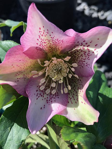 HELLEBORUS x hybridus 'Pink Lady Spotted', Lenten Rose