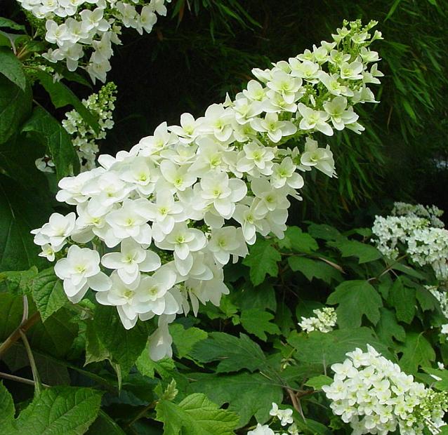 HYDRANGEA quercifolia 'Snowflake', Oakleaf Hydrangea