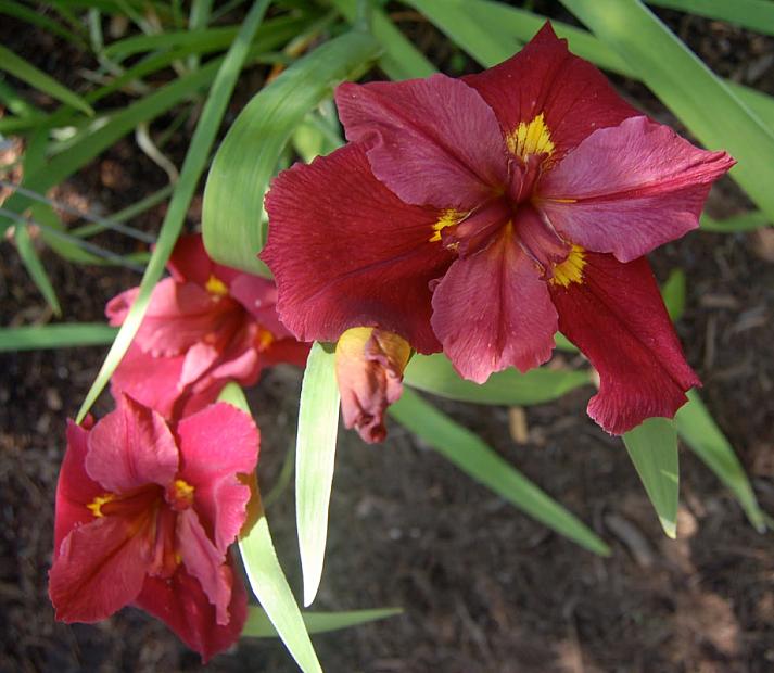 IRIS louisiana 'Ann Chowing', Louisiana Iris
