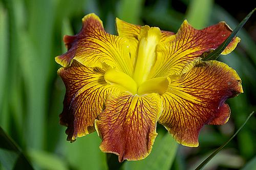 IRIS louisiana 'Cajun Sunrise', Louisiana Iris