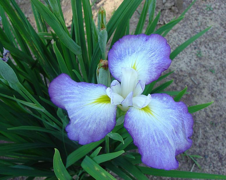 IRIS ensata 'Gracieuse', Japanese Iris, Butterfly Iris