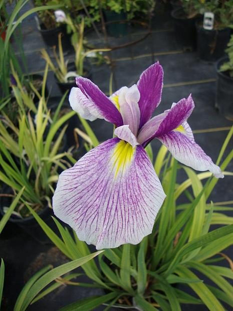 IRIS ensata 'Pink Lady', Japanese Iris, Butterfly Iris