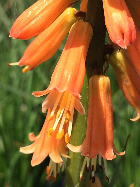 KNIPHOFIA 'Creamsicle', Torch Lily, Poker Plant