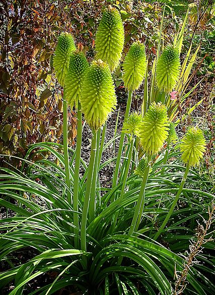 KNIPHOFIA pauciflora 'Limelight', Torch Lily, Poker Plant