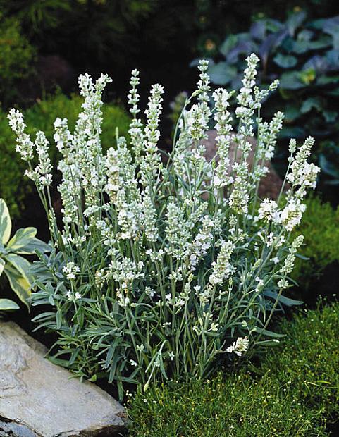 LAVANDULA angustifolia 'Potpourri White', Lavender