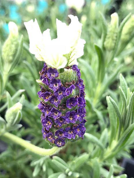 LAVANDULA stoechas 'White Anouk', French Lavender, Spanish Lavender