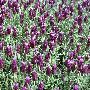 LAVANDULA stoechas 'Purple Wings', French Lavender
