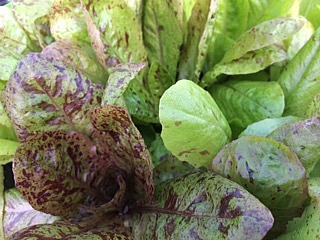 LETTUCE 'Freckles', Organic Heirloom Lettuce